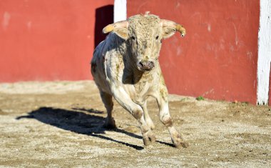 İspanyol güçlü bir boğa, büyük boynuzlarıyla İspanyol boğa güreşinin geleneksel gösterisinde boğa güreşinde koşuyor.