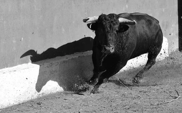 在传统的斗牛场面中 西班牙强壮的公牛 长着大的牛角 用西班牙的斗牛斗牛斗牛 — 图库照片