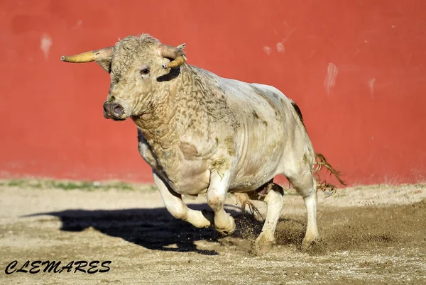 Toro Fuerte Español Con Cuernos Grandes Corriendo Plaza Toros Española —  Fotos de Stock