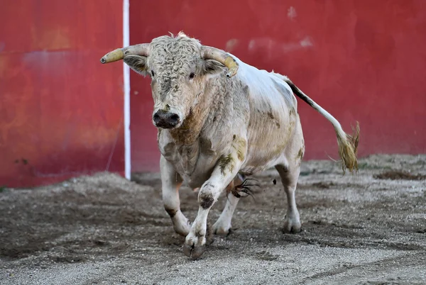 伝統的な闘牛の光景にスペインの闘牛場を走る大きな角を持つスペインの強い雄牛 — ストック写真