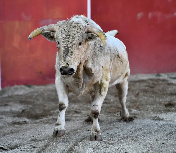 Een Spaanse Sterke Stier Met Grote Hoorns Spaanse Arena Een — Stockfoto