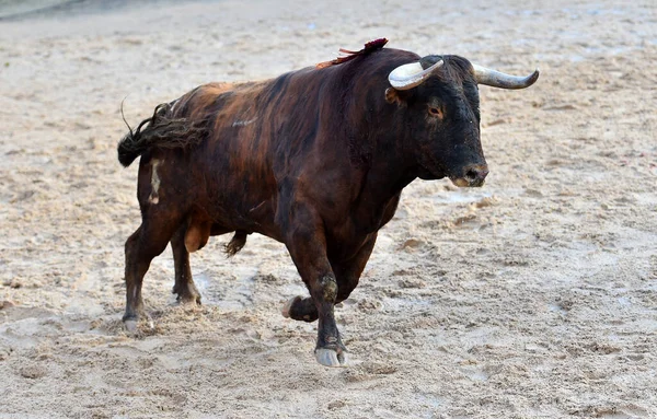 Grote Stier Het Traditionele Spektakel Van Stierenvechten Arena — Stockfoto