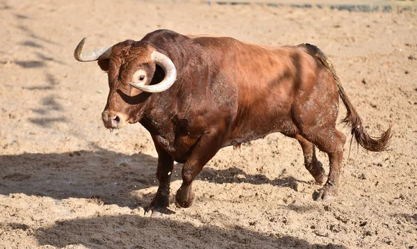 Tjur Tjurfäktningsspektaklet Tjurfäktningsringen — Stockfoto