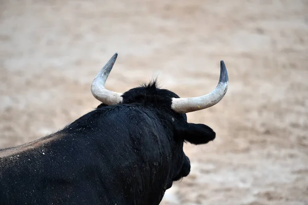 Big Bull Traditional Spectacle Bullfight Bullring — Stock Photo, Image