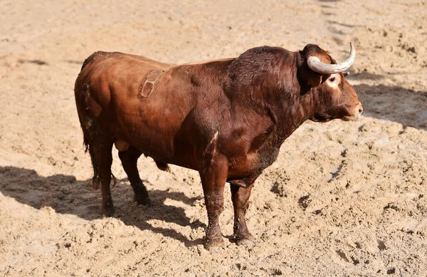 Gran Toro Tradicional Espectáculo Corridas Toros Plaza Toros — Foto de Stock