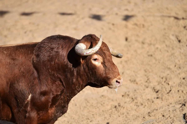 Grande Toro Sul Tradizionale Spettacolo Corrida Nel Bullring — Foto Stock