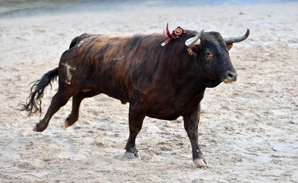 Big Bull Traditional Spectacle Bullfight Bullring — стоковое фото