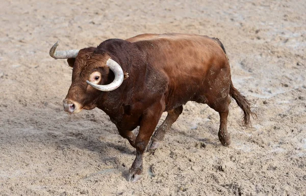 Big Bull Traditional Spectacle Bullfight Bullring — стоковое фото