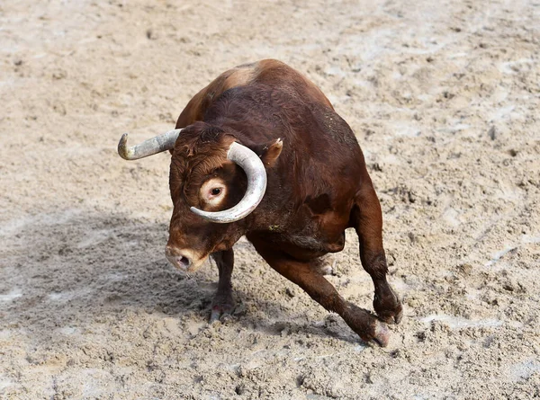 Big Bull Traditional Spectacle Bullfight Bullring — стоковое фото