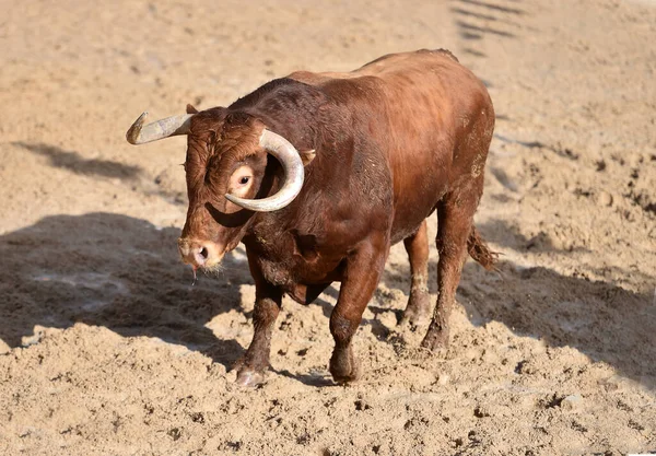 Velký Býk Tradiční Podívanou Býčí Zápasy Býčí Aréně — Stock fotografie