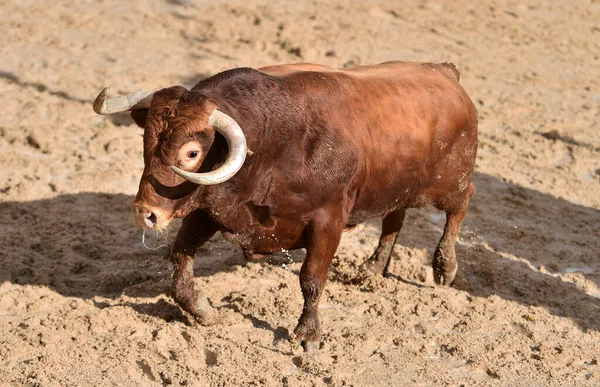 Großer Stier Beim Traditionellen Stierkampf Spektakel Der Stierkampfarena — Stockfoto