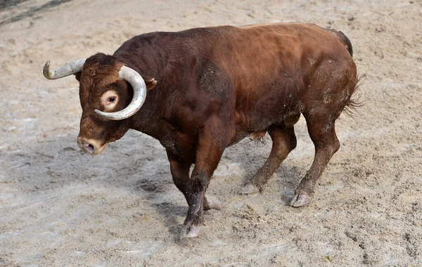 Big Bull Traditional Spectacle Bullfight Bullring — Stock Photo, Image