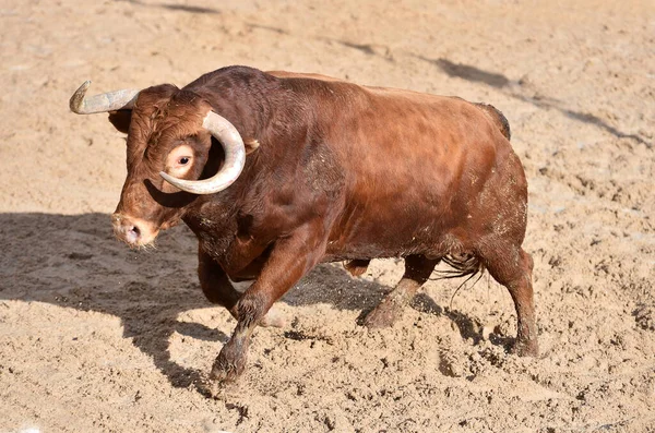 Big Bull Traditional Spectacle Bullfight Bullring — Stock Photo, Image