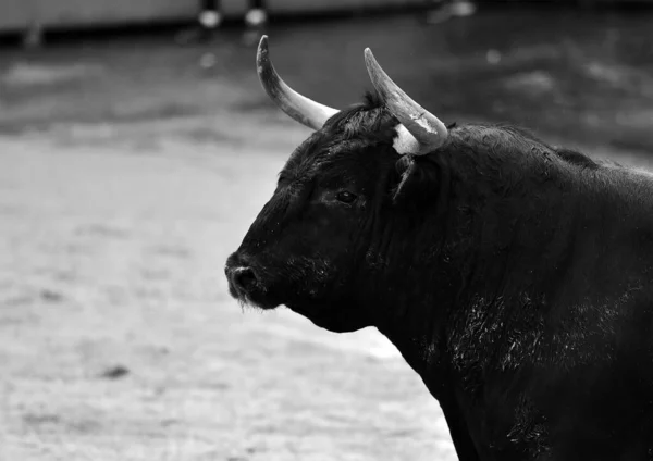 Grand Taureau Sur Spectacle Traditionnel Corrida Dans Arène — Photo