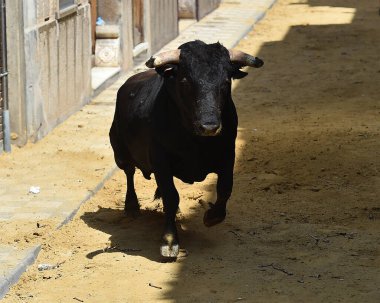 Boğa güreşinin geleneksel gösterisinde İspanyol boğa güreşinde güçlü bir boğa