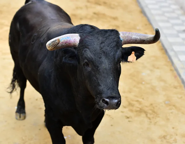 闘牛の伝統的な光景の中でスペインの闘牛の力強い雄牛 — ストック写真