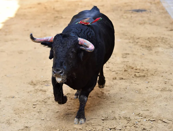 Krachtige Stier Spaanse Arena Een Traditioneel Spektakel Van Stierenvechten — Stockfoto