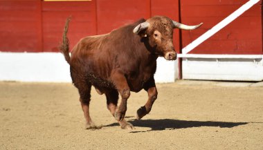 Boğa güreşinin geleneksel gösterisinde İspanyol boğa güreşinde güçlü bir boğa