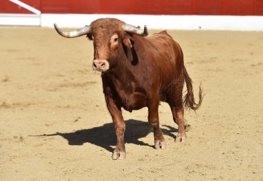 Boğa güreşinin geleneksel gösterisinde İspanyol boğa güreşinde güçlü bir boğa