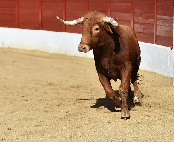 Boğa Güreşinin Geleneksel Gösterisinde Spanyol Boğa Güreşinde Güçlü Bir Boğa — Stok fotoğraf