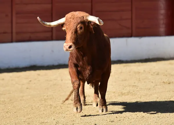 Krachtige Stier Spaanse Arena Een Traditioneel Spektakel Van Stierenvechten — Stockfoto