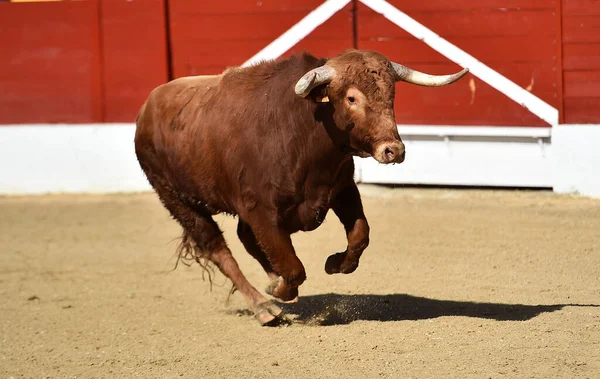 Powerful Bull Spanish Bullring Traditional Spectacle Bullfight — Stock Photo, Image
