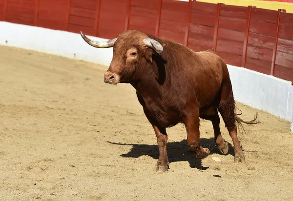 闘牛の伝統的な光景の中でスペインの闘牛の力強い雄牛 — ストック写真