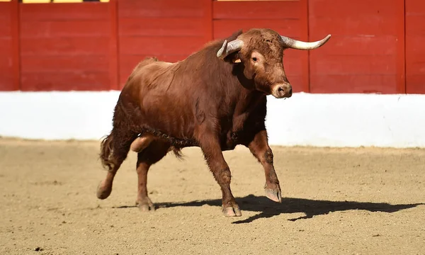 Taureau Puissant Sur Arène Espagnole Dans Spectacle Traditionnel Corrida — Photo