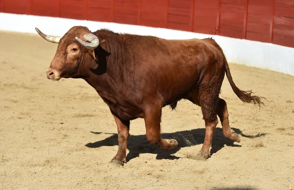 Krachtige Stier Spaanse Arena Een Traditioneel Spektakel Van Stierenvechten — Stockfoto