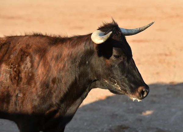 Toro Español Con Cuernos Grandes Corriendo Sobre Plaza Toros Española — Foto de Stock