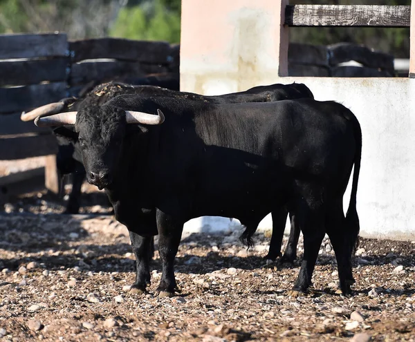 Spanyol Boğa Boynuzlu Bir Boğa Geleneksel Boğa Güreşi Gösterisinde Spanyol — Stok fotoğraf