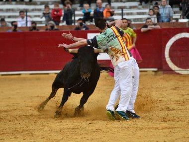 İspanyol boğa boynuzlu bir boğa geleneksel boğa güreşi gösterisinde İspanyol boğa güreşinde koşuyor.