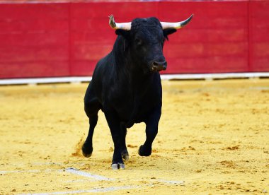 İspanyol boğa boynuzlu bir boğa geleneksel boğa güreşi gösterisinde İspanyol boğa güreşinde koşuyor.