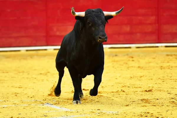 Egy Spanyol Bikát Nagy Szarvakkal Spanyol Bikagyűrűn Bikaviadal Hagyományos Látványában — Stock Fotó
