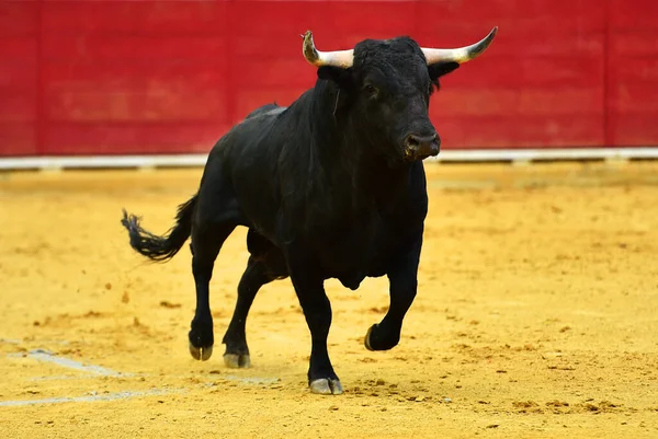 Toro Español Con Cuernos Grandes Corriendo Sobre Plaza Toros Española — Foto de Stock