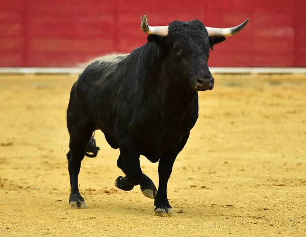 Een Spaanse Stier Met Grote Hoorns Die Spaanse Stierenrennen Een — Stockfoto