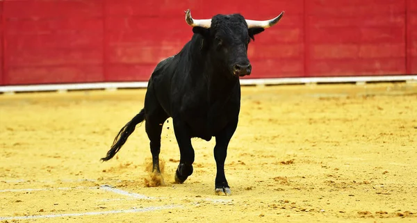 伝統的な闘牛場でスペインの闘牛場を走る大きな角を持つスペインの雄牛 — ストック写真