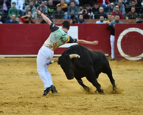Toro Español Con Cuernos Grandes Corriendo Sobre Plaza Toros Española —  Fotos de Stock