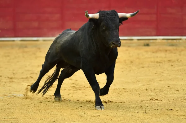 Spanyol Boğa Boynuzlu Bir Boğa Geleneksel Boğa Güreşi Gösterisinde Spanyol — Stok fotoğraf