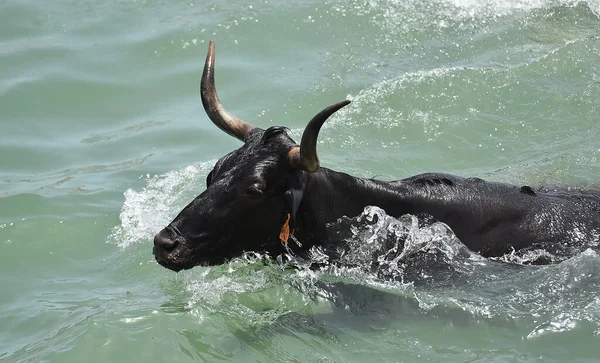 Toro Español Con Cuernos Grandes Corriendo Tradicional Espectáculo Corridas Toros — Foto de Stock