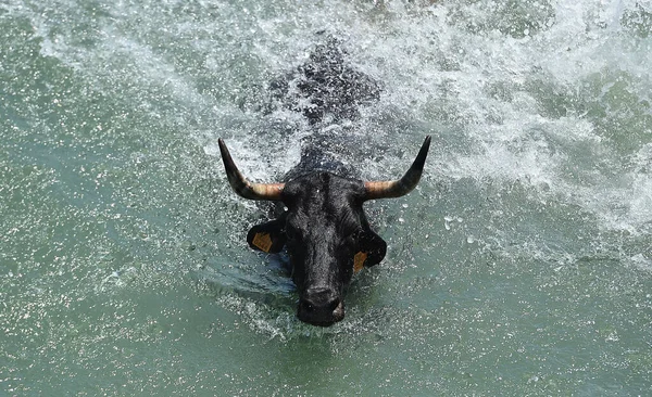 Toro Español Con Cuernos Grandes Corriendo Tradicional Espectáculo Corridas Toros — Foto de Stock