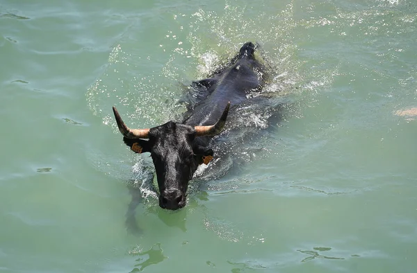 Toro Español Con Cuernos Grandes Corriendo Tradicional Espectáculo Corridas Toros — Foto de Stock