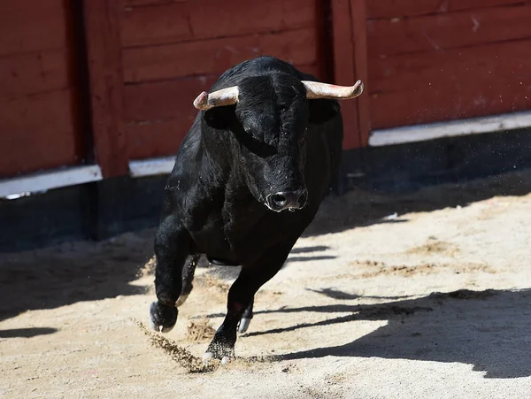 Spanish Bull Big Horns Running Traditional Spectacle Bullfight — Stock Photo, Image