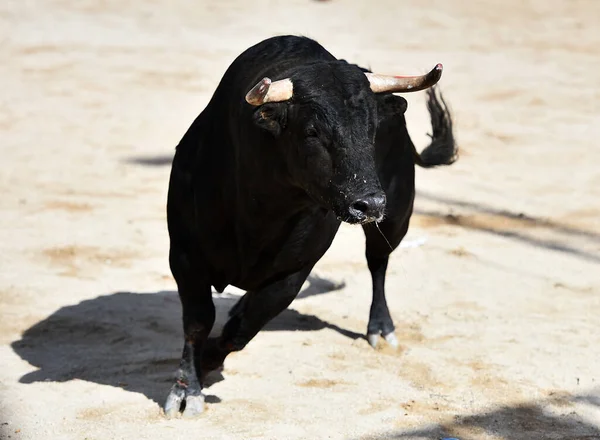 Büyük Boynuzlu Spanyol Boğası Geleneksel Boğa Güreşi Gösterisinde Koşuyor — Stok fotoğraf