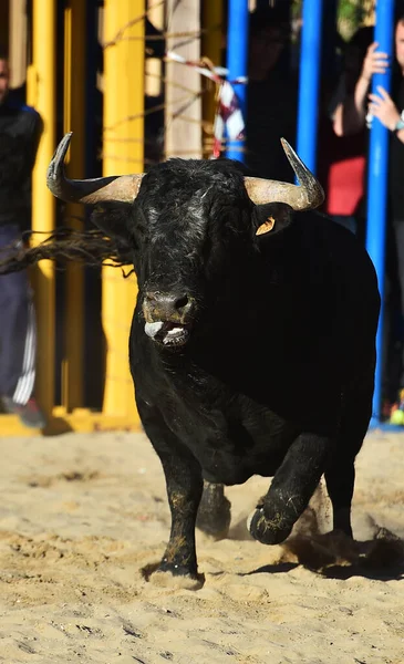 闘牛の伝統的な光景の上を走る大きな角を持つスペインの雄牛 — ストック写真