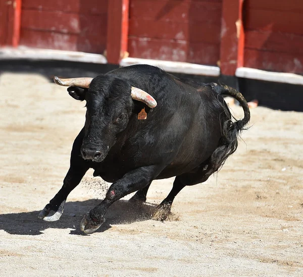 西班牙公牛 长着大角 在西班牙斗牛的奇观上 — 图库照片