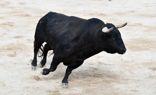 Toro Spagnolo Con Grandi Corna Sullo Spettacolo Della Corrida Spagna — Foto Stock