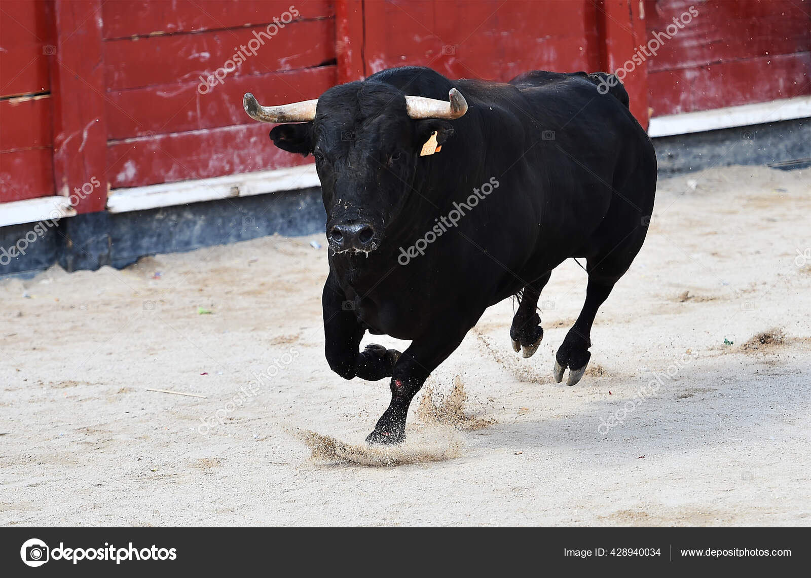 Taureau Espagnol Avec Grandes Cornes Sur Spectacle Corrida Espagne Image Libre De Droit Par Albertoclemares Hotmail Com C