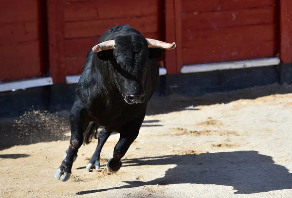 Touro Espanhol Com Grandes Chifres Espetáculo Tourada Espanha — Fotografia de Stock