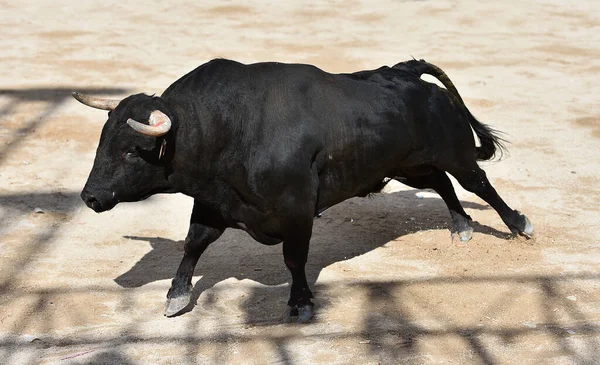 Touro Espanhol Com Grandes Chifres Espetáculo Tourada Espanha — Fotografia de Stock